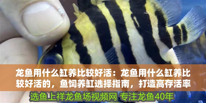 龍魚用什么缸養比較好活：龍魚用什么缸養比較好活的，魚飼養缸選擇指南，打造高存活率的理想水族環境