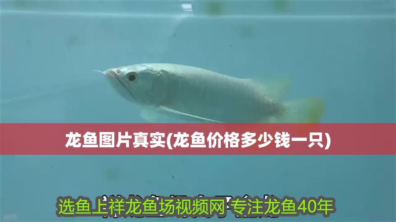 龍魚圖片真實(龍魚價格多少錢一只)
