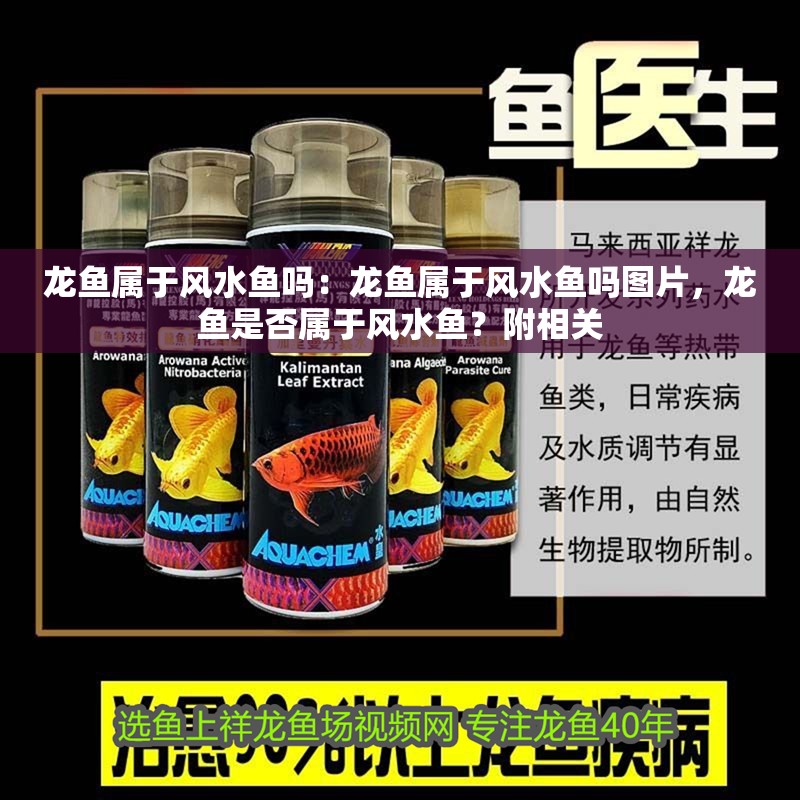 龍魚屬于風(fēng)水魚嗎:龍魚屬于風(fēng)水魚嗎圖片,龍魚是否屬于風(fēng)水魚?附相關(guān) 水族問(wèn)答 龍魚屬于風(fēng)水魚嗎:龍魚屬于風(fēng)水魚嗎圖片,龍魚是否屬于風(fēng)水魚?附相關(guān) 龍魚屬于風(fēng)水魚嗎:龍魚屬于風(fēng)水魚嗎圖片,龍魚是否屬于風(fēng)水魚?附相關(guān) 水族問(wèn)答