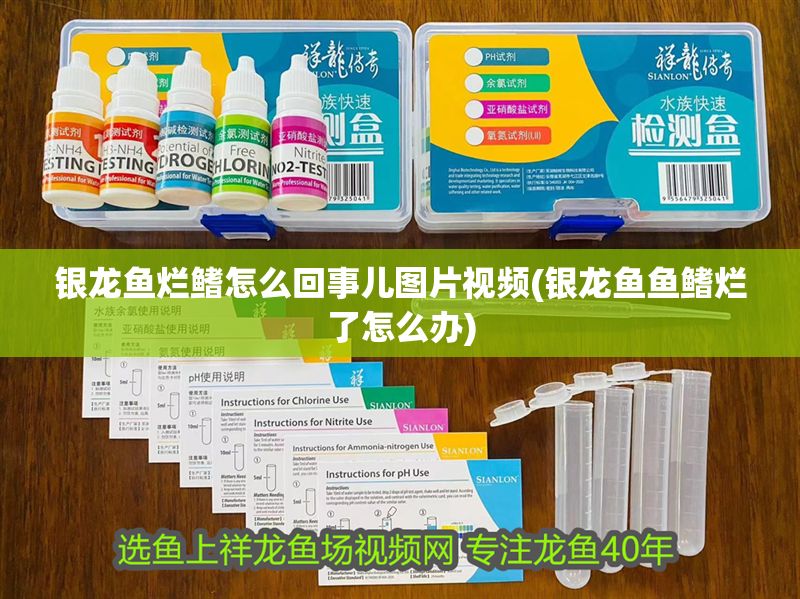 銀龍魚爛鰭怎么回事兒圖片視頻(銀龍魚魚鰭爛了怎么辦)