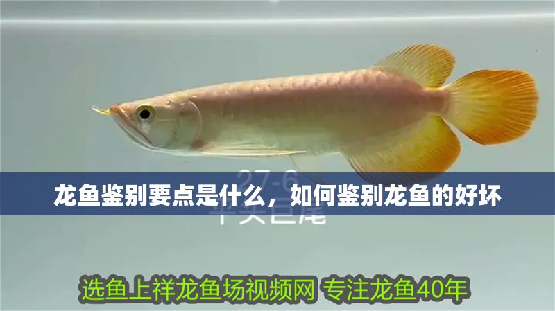 龍魚鑒別要點是什么，如何鑒別龍魚的好壞 龍魚鑒別要點是什么，如何鑒別龍魚的好壞 魚缸百科 第2張
