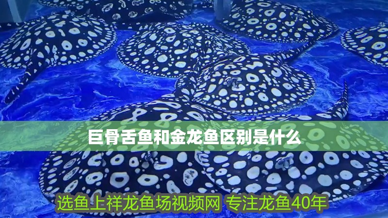 巨骨舌魚和金龍魚區別是什么
