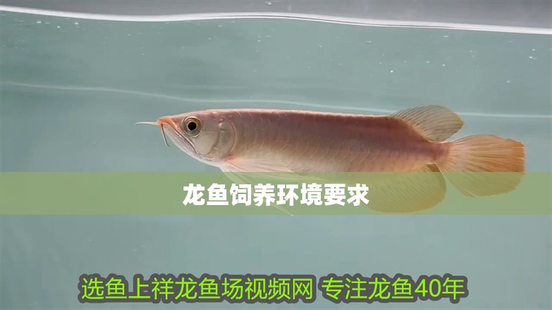 龍魚飼養環境要求