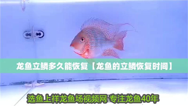 龍魚立鱗多久能恢復(fù)【龍魚的立鱗恢復(fù)時間】