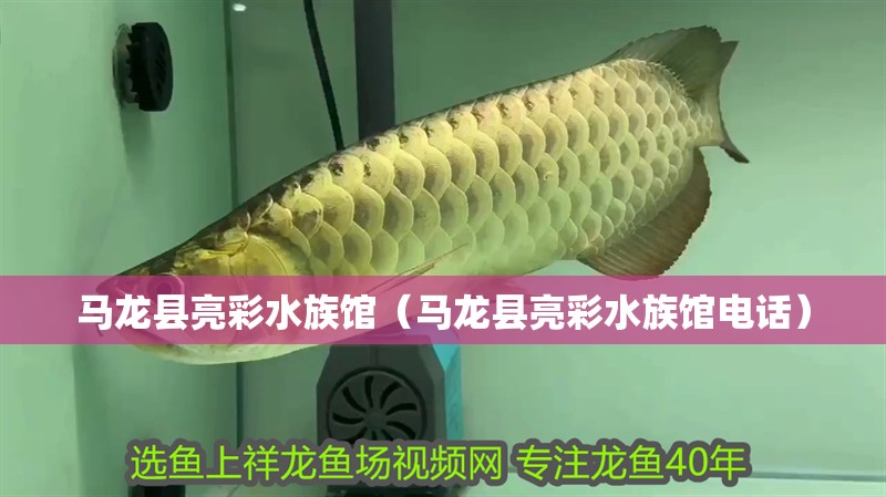 馬龍縣亮彩水族館（馬龍縣亮彩水族館電話）