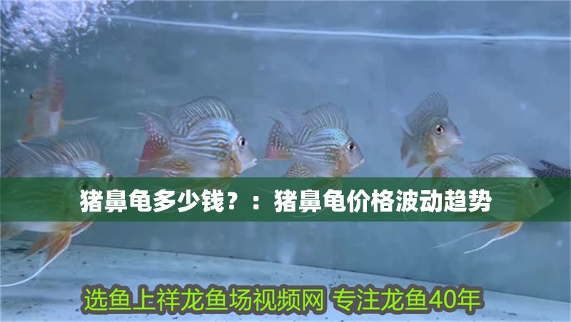 豬鼻龜多少錢？：豬鼻龜價格波動趨勢