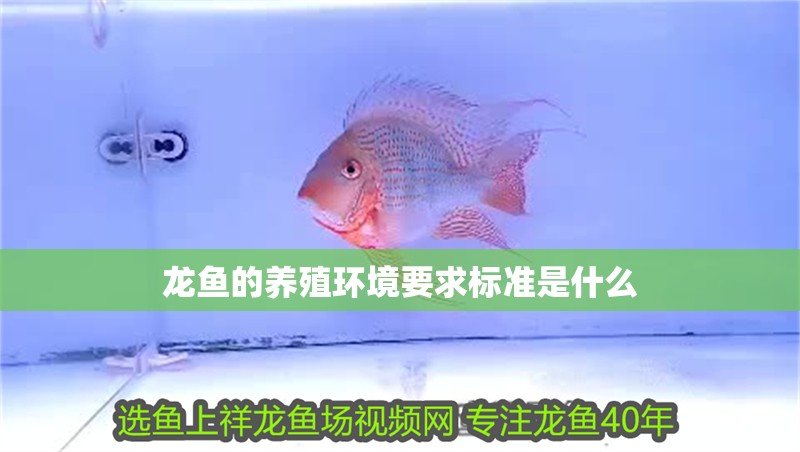 龍魚的養殖環境要求標準是什么