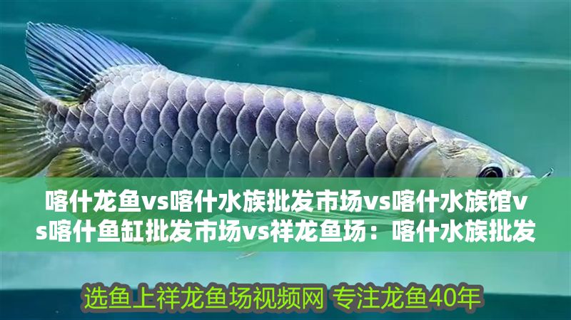 喀什龍魚vs喀什水族批發(fā)市場(chǎng)vs喀什水族館vs喀什魚缸批發(fā)市場(chǎng)vs祥龍魚場(chǎng)：喀什水族批發(fā)市場(chǎng) 喀什龍魚vs喀什水族批發(fā)市場(chǎng)vs喀什水族館vs喀什魚缸批發(fā)市場(chǎng)vs祥龍魚場(chǎng)：喀什水族批發(fā)市場(chǎng) 祥龍魚場(chǎng)各市分站 第2張