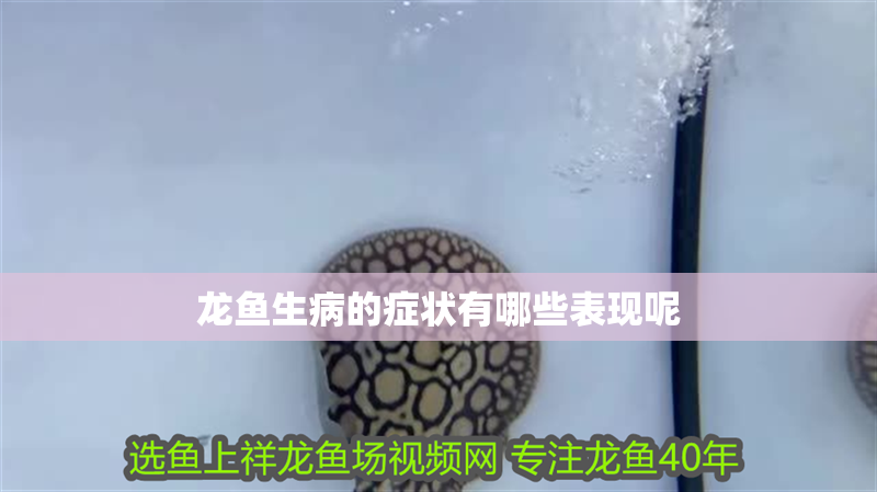 龍魚生病的癥狀有哪些表現呢
