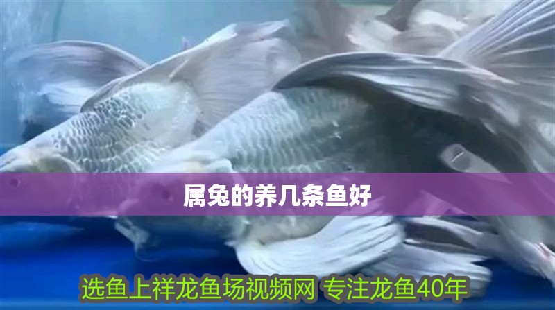 屬兔的養幾條魚好