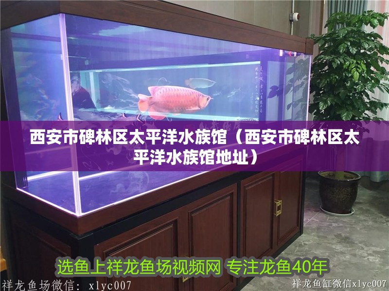 西安市碑林區太平洋水族館（西安市碑林區太平洋水族館地址）