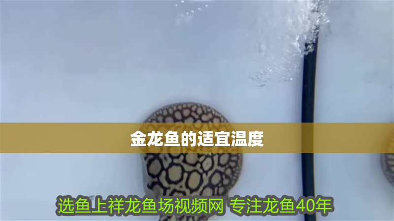 金龍魚的適宜溫度 龍魚百科 第2張 金龍魚的適宜溫度 金龍魚的適宜溫度 龍魚百科 第2張
