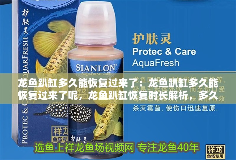 龍魚趴缸多久能恢復過來了：龍魚趴缸多久能恢復過來了呢，龍魚趴缸恢復時長解析，多久能重煥活力？