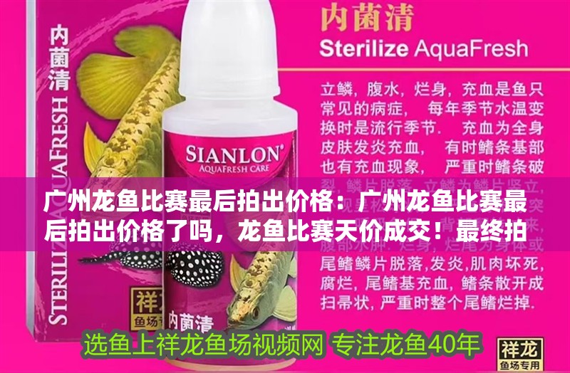 廣州龍魚比賽最后拍出價(jià)格：廣州龍魚比賽最后拍出價(jià)格了嗎，龍魚比賽天價(jià)成交！最終拍
