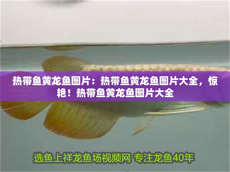 熱帶魚(yú)黃龍魚(yú)圖片：熱帶魚(yú)黃龍魚(yú)圖片大全，驚艷！熱帶魚(yú)黃龍魚(yú)圖片大全