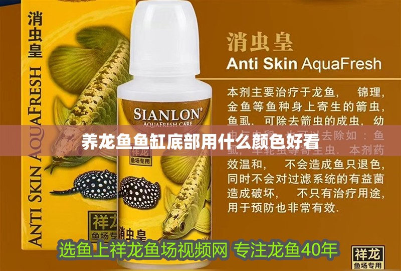 養龍魚魚缸底部用什么顏色好看