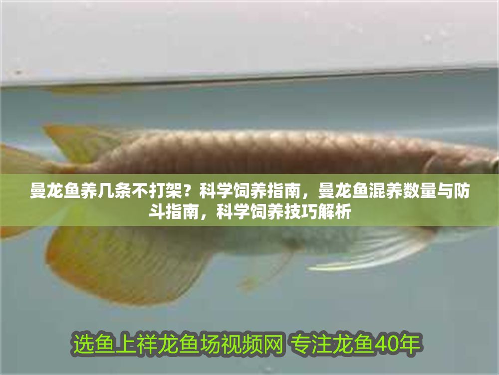 曼龍魚養(yǎng)幾條不打架？科學飼養(yǎng)指南，曼龍魚混養(yǎng)數(shù)量與防斗指南，科學飼養(yǎng)技巧解析