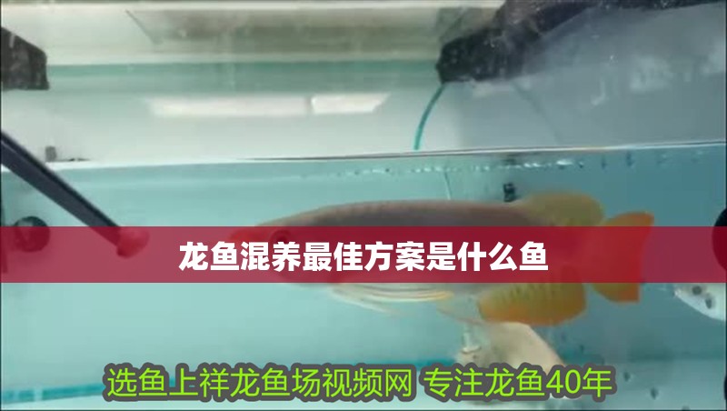 龍魚混養最佳方案是什么魚