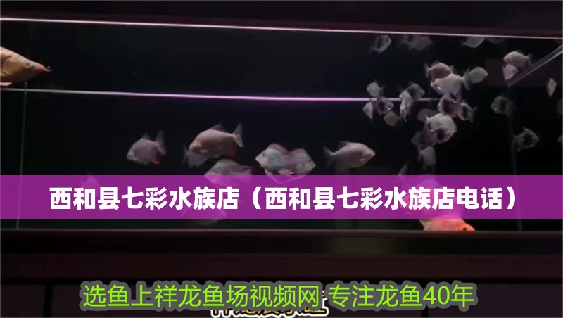 西和縣七彩水族店（西和縣七彩水族店電話）