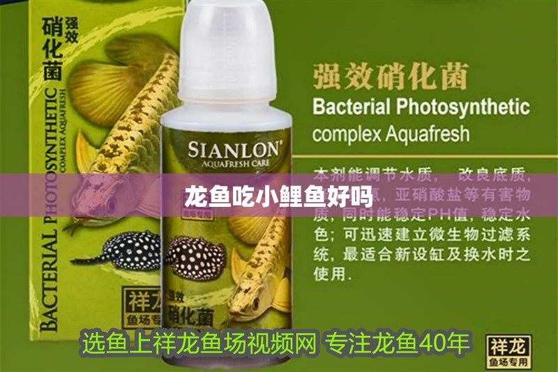 龍魚吃小鯉魚好嗎