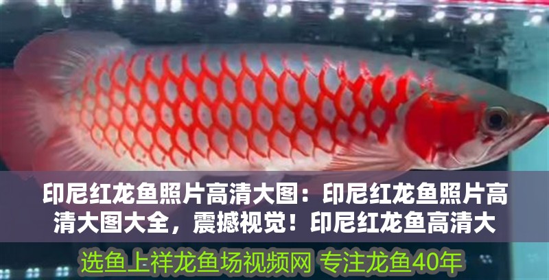 印尼紅龍魚照片高清大圖：印尼紅龍魚照片高清大圖大全，震撼視覺！印尼紅龍魚高清大