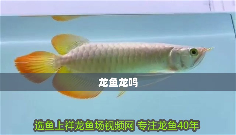 龍魚龍鳴