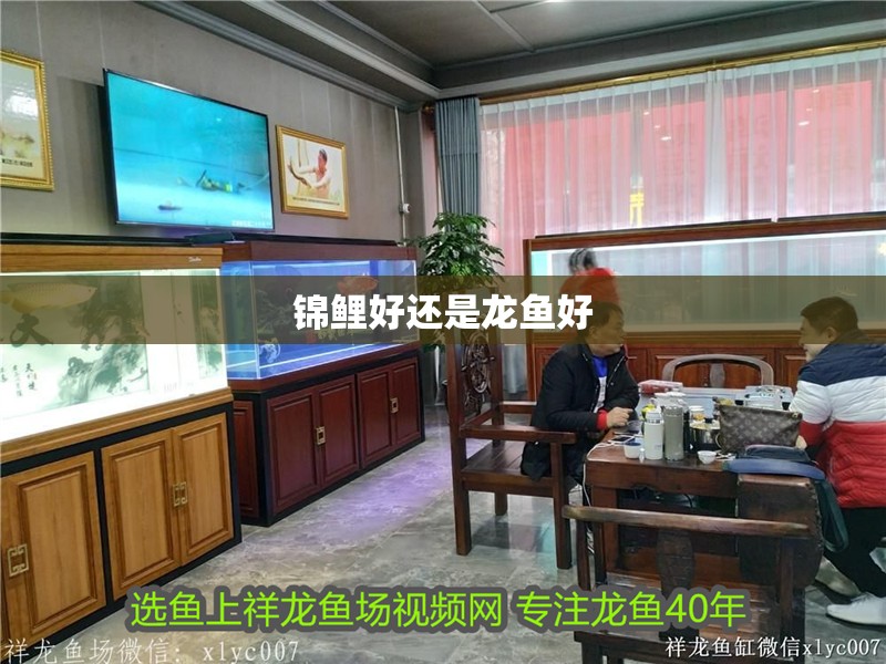 錦鯉好還是龍魚好