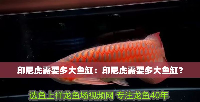 印尼虎需要多大魚缸:印尼虎需要多大魚缸? 虎魚百科 第2張 印尼虎需要多大魚缸:印尼虎需要多大魚缸? 印尼虎需要多大魚缸:印尼虎需要多大魚缸? 虎魚百科 第2張