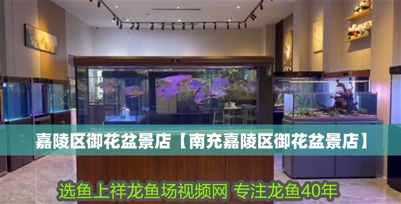 鸚鵡魚和銀龍魚混養怎樣喂食 嘉陵區御花盆景店【南充嘉陵區御花盆景店】 全國水族館企業名錄 嘉陵區御花盆景店【南充嘉陵區御花盆景店】 嘉陵區御花盆景店【南充嘉陵區御花盆景店】 全國水族館企業名錄