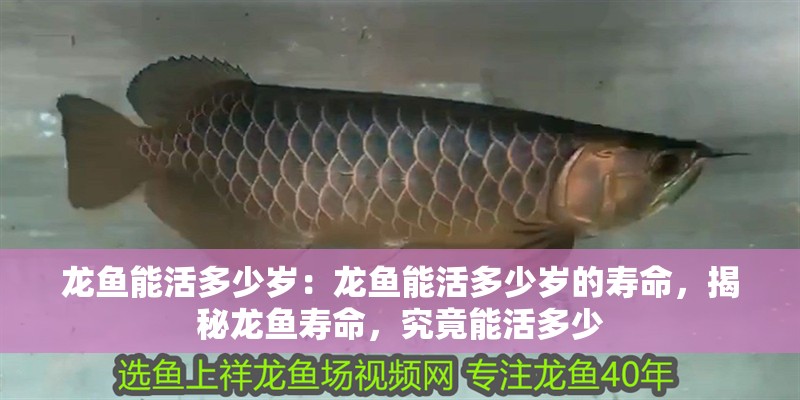 龍魚能活多少歲：龍魚能活多少歲的壽命，揭秘龍魚壽命，究竟能活多少