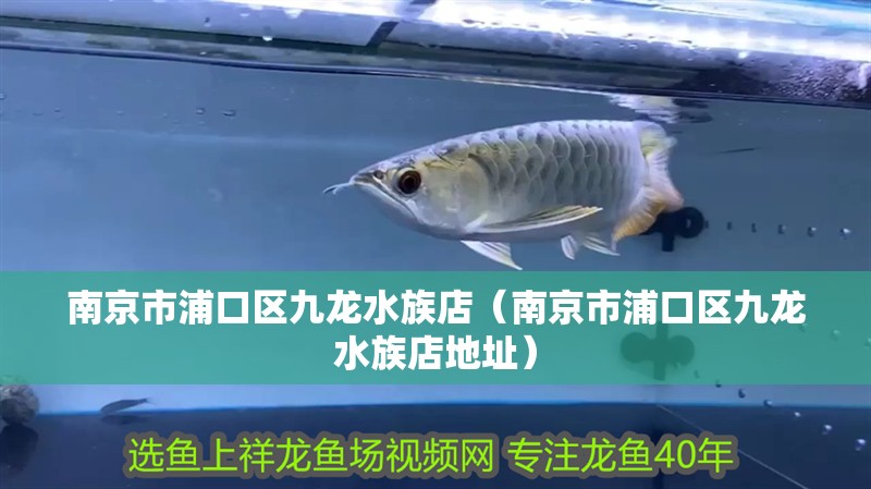 南京市浦口區九龍水族店（南京市浦口區九龍水族店地址）
