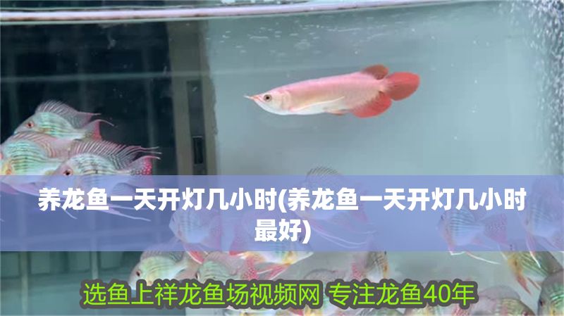 養(yǎng)龍魚一天開燈幾小時(養(yǎng)龍魚一天開燈幾小時最好) 黃金貓魚百科 第1張 養(yǎng)龍魚一天開燈幾小時(養(yǎng)龍魚一天開燈幾小時最好) 養(yǎng)龍魚一天開燈幾小時(養(yǎng)龍魚一天開燈幾小時最好) 黃金貓魚百科 第1張