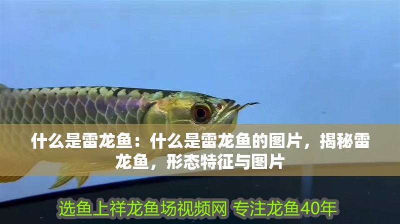 什么是雷龍魚：什么是雷龍魚的圖片，揭秘雷龍魚，形態特征與圖片