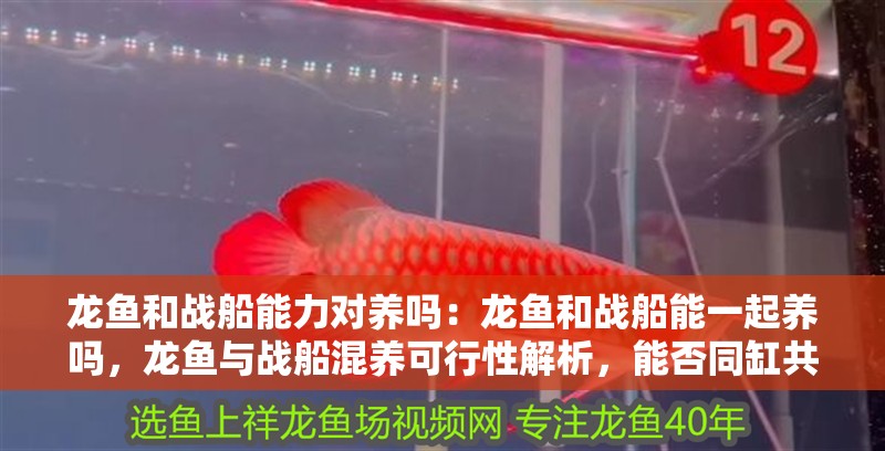 龍魚和戰(zhàn)船能力對養(yǎng)嗎：龍魚和戰(zhàn)船能一起養(yǎng)嗎，龍魚與戰(zhàn)船混養(yǎng)可行性解析，能否同缸共