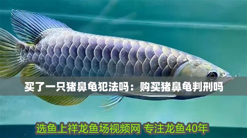 買了一只豬鼻龜犯法嗎：購買豬鼻龜判刑嗎