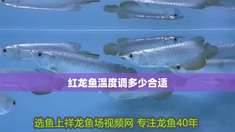紅龍魚溫度調多少合適