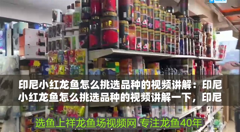 印尼小紅龍魚怎么挑選品種的視頻講解：印尼小紅龍魚怎么挑選品種的視頻講解一下，印尼小紅龍魚品種挑選全攻略視頻