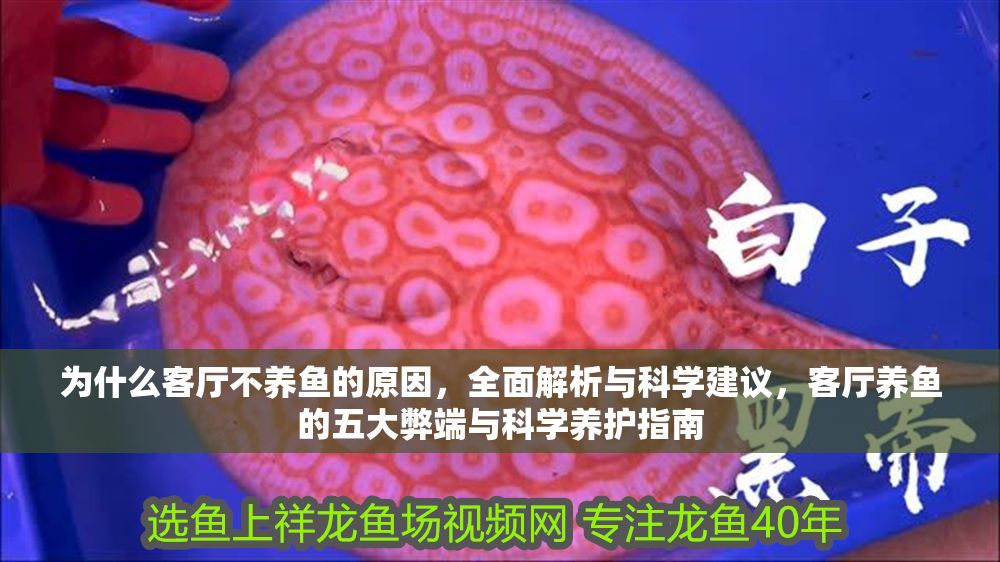 為什么客廳不養(yǎng)魚的原因，全面解析與科學(xué)建議，客廳養(yǎng)魚的五大弊端與科學(xué)養(yǎng)護(hù)指南