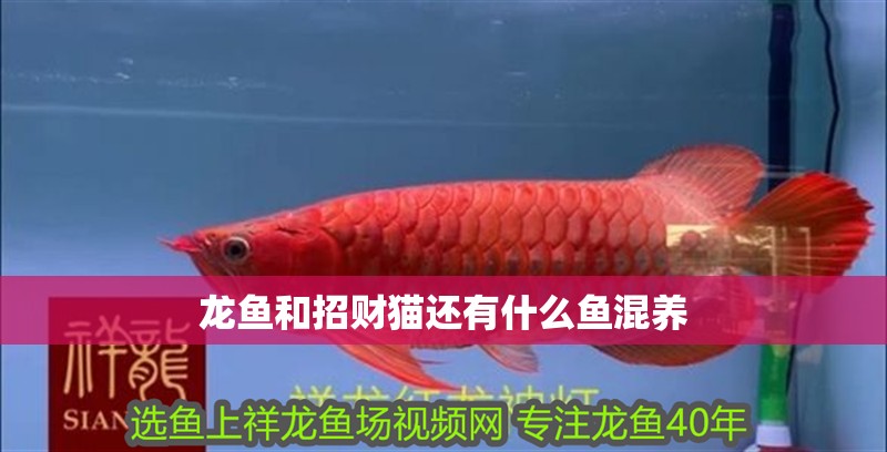 龍魚和招財貓還有什么魚混養