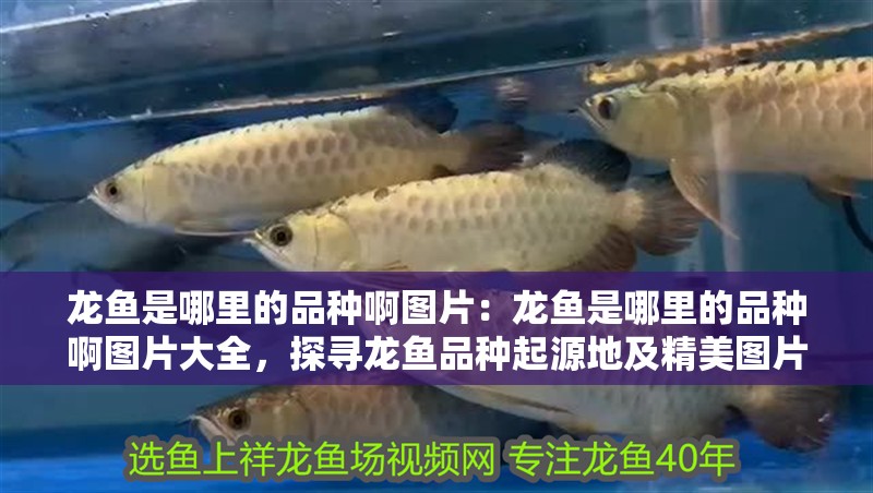 龍魚(yú)是哪里的品種啊圖片：龍魚(yú)是哪里的品種啊圖片大全，探尋龍魚(yú)品種起源地及精美圖片