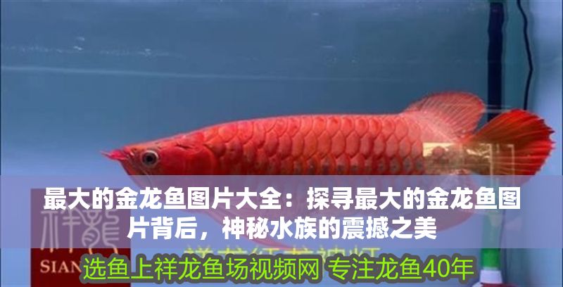 最大的金龍魚圖片大全：探尋最大的金龍魚圖片背后，神秘水族的震撼之美