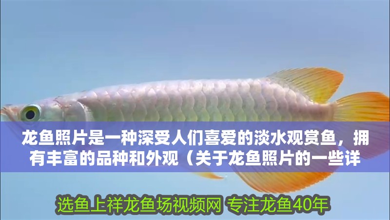 龍魚照片是一種深受人們喜愛的淡水觀賞魚，擁有豐富的品種和外觀（關于龍魚照片的一些詳細信息）