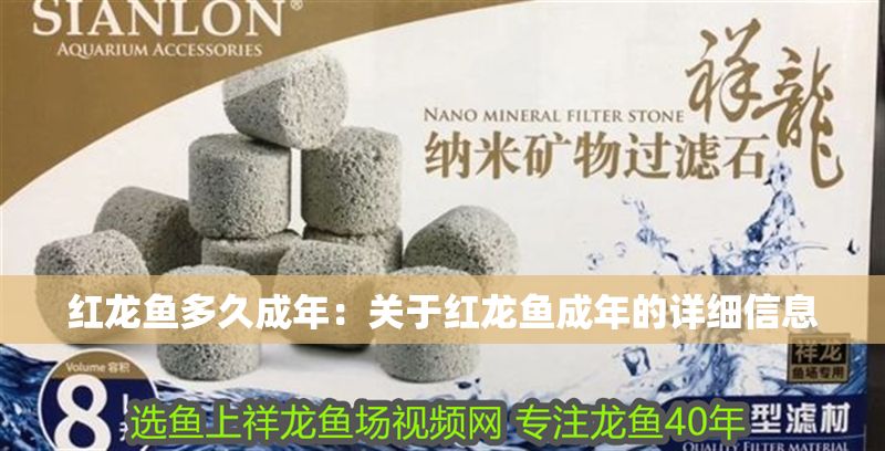 紅龍魚多久成年：關于紅龍魚成年的詳細信息 紅龍魚多久成年：關于紅龍魚成年的詳細信息 紅龍魚百科 第1張
