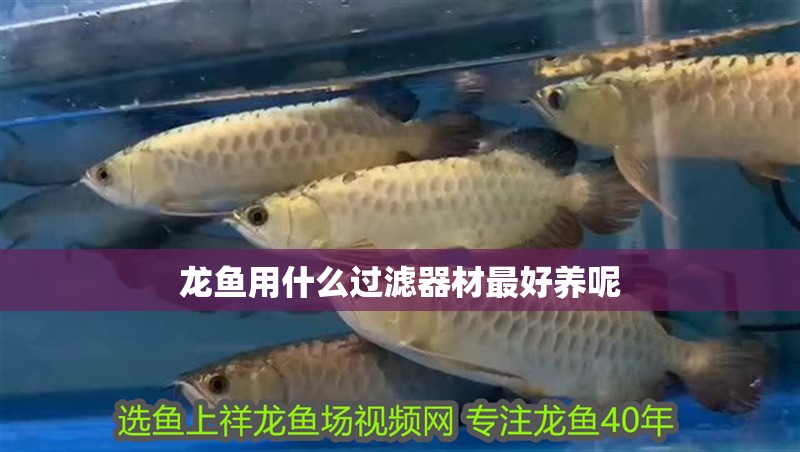 龍魚用什么過濾器材最好養呢
