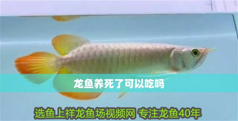 龍魚養死了可以吃嗎