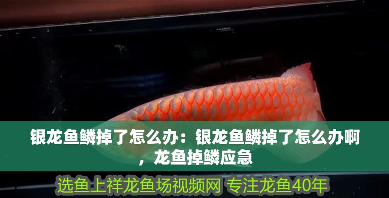 銀龍魚鱗掉了怎么辦：銀龍魚鱗掉了怎么辦啊，龍魚掉鱗應急