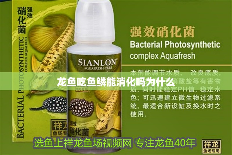 龍魚吃魚鱗能消化嗎為什么