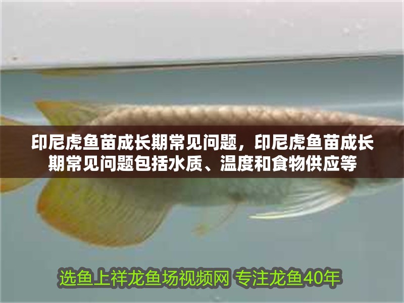 印尼虎魚苗成長期常見問題，印尼虎魚苗成長期常見問題包括水質、溫度和食物供應等