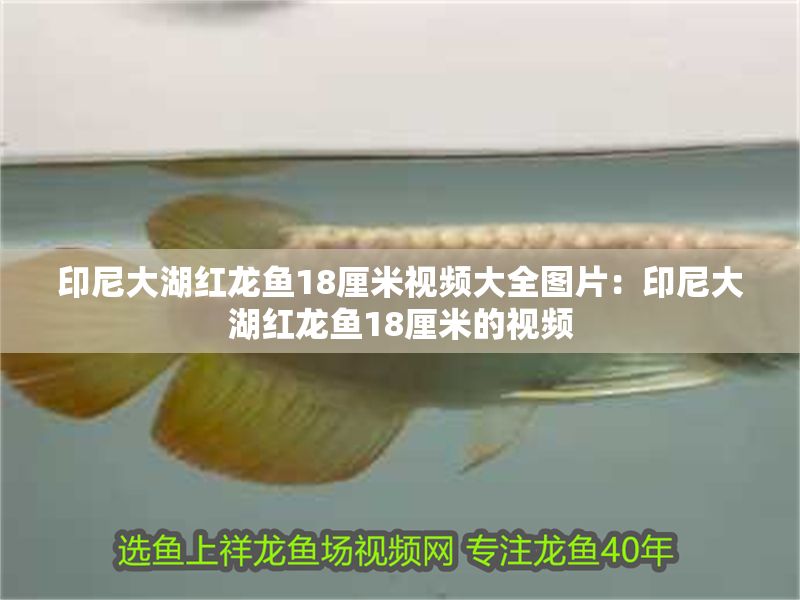 印尼大湖紅龍魚18厘米視頻大全圖片：印尼大湖紅龍魚18厘米的視頻