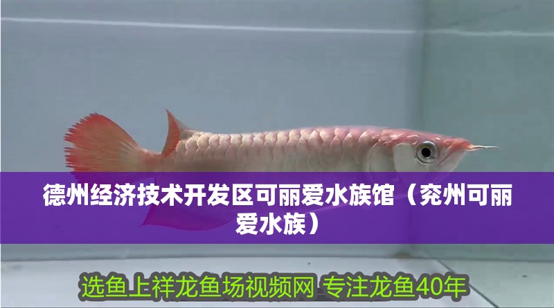 德州經濟技術開發區可麗愛水族館（兗州可麗愛水族）